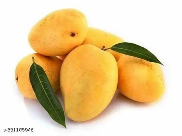 Gir_Kasar_Mango_Plant