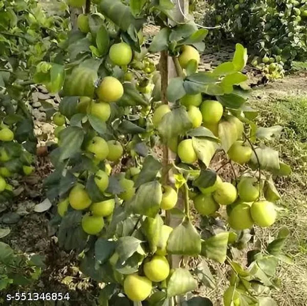 Yellow_Ball_Sundari_Apple_Ber_Kul_Plant
