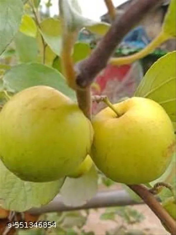 Yellow_Ball_Sundari_Apple_Ber_Kul_Plant