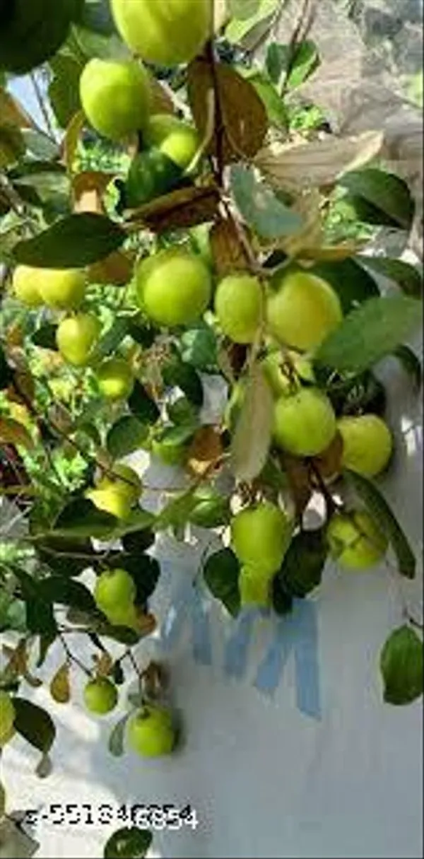 Yellow_Ball_Sundari_Apple_Ber_Kul_Plant