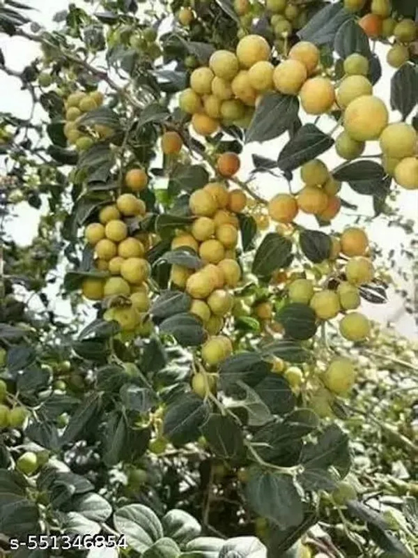 Yellow_Ball_Sundari_Apple_Ber_Kul_Plant