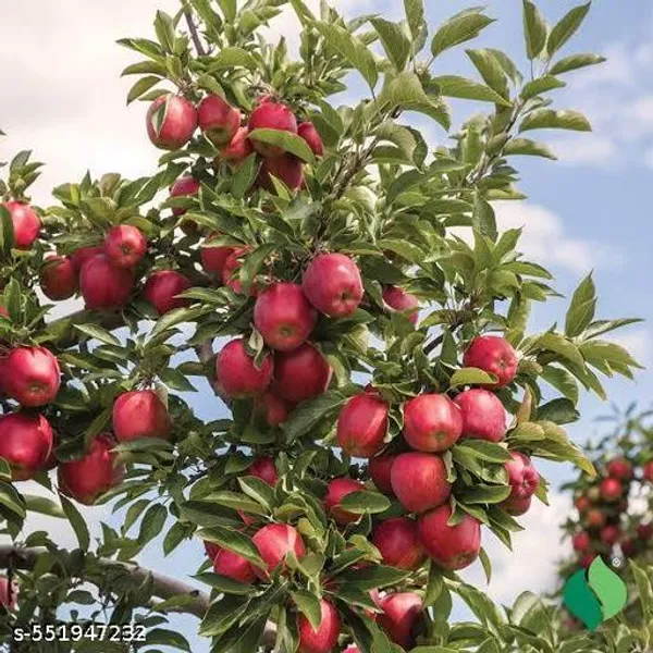 Hybrid_Apple_Plant