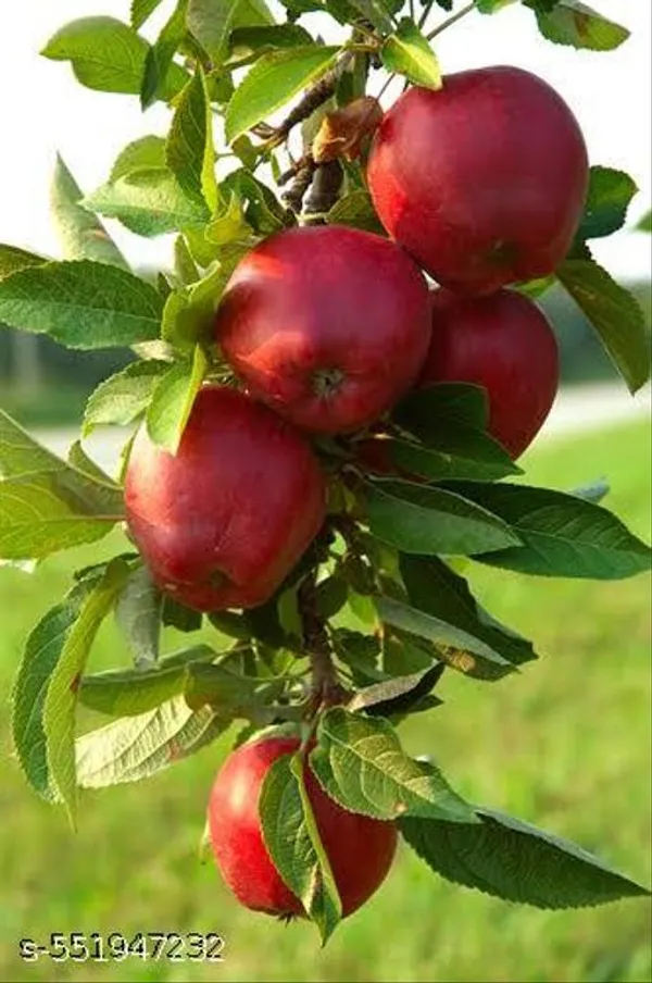 Hybrid_Apple_Plant