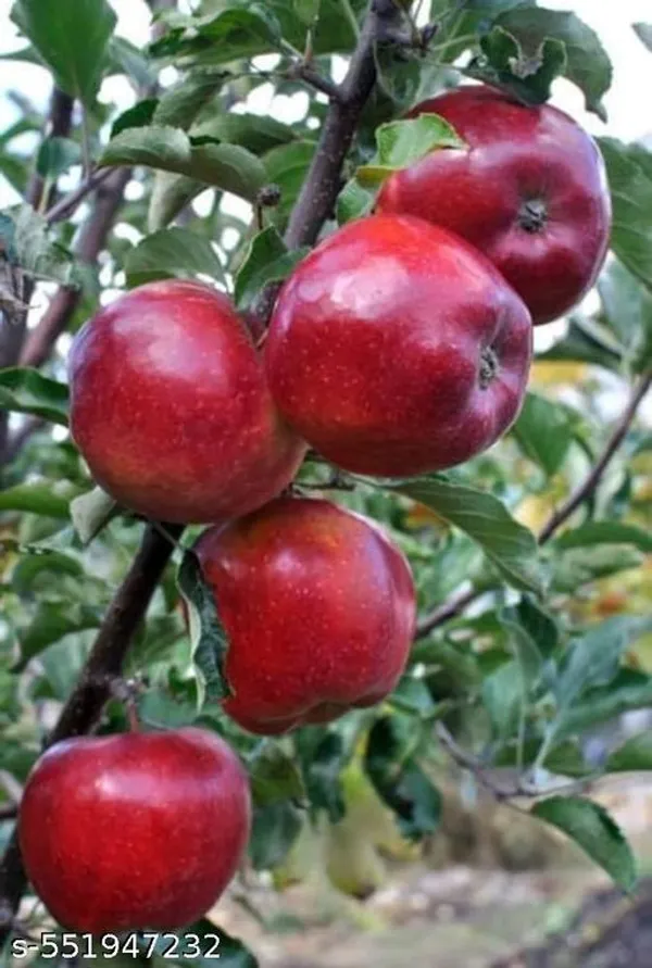 Hybrid_Apple_Plant