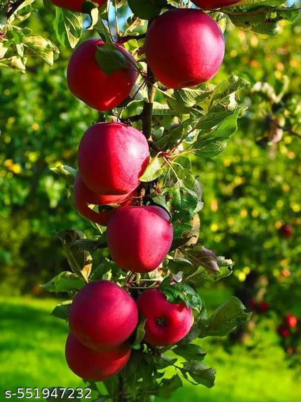 Hybrid_Apple_Plant