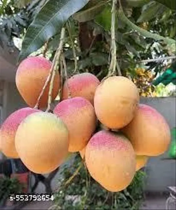 All_Time_Mango_Fruit_Plant
