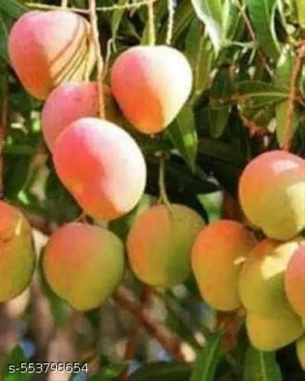 All_Time_Mango_Fruit_Plant