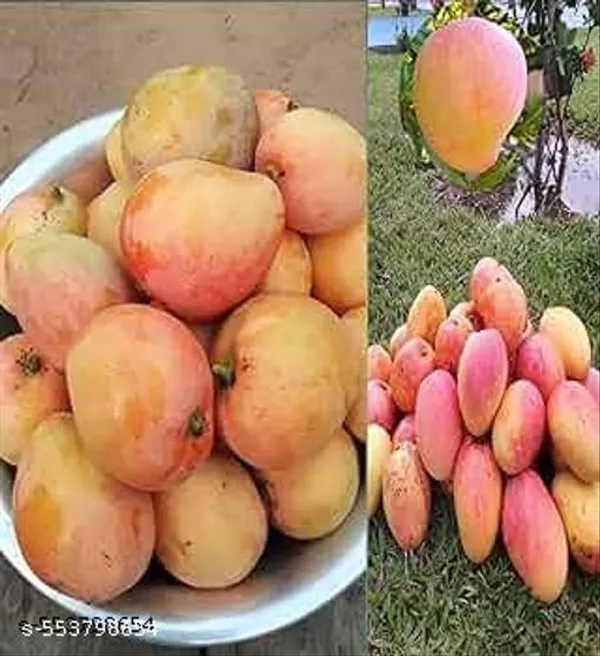 All_Time_Mango_Fruit_Plant