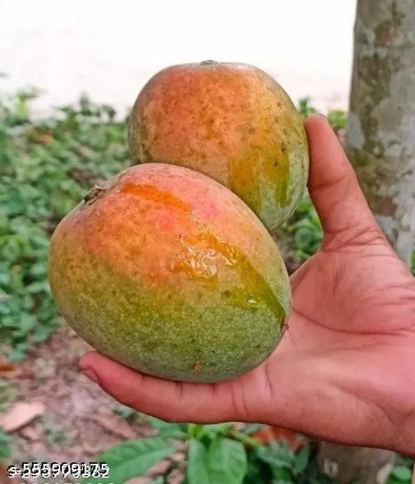 All_Time_Mango_Fruit_Plant