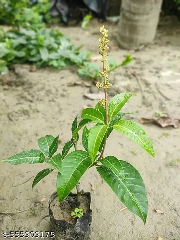 All_Time_Mango_Fruit_Plant