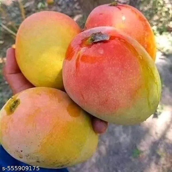 All_Time_Mango_Fruit_Plant