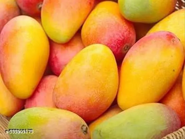 All_Time_Mango_Fruit_Plant
