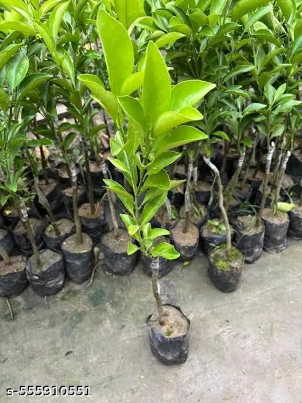 Sweet_Bari_Malta_Fruit_Plant