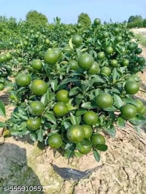 Sweet_Bari_Malta_Fruit_Plant