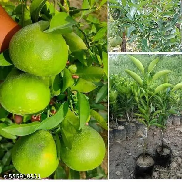Sweet_Bari_Malta_Fruit_Plant