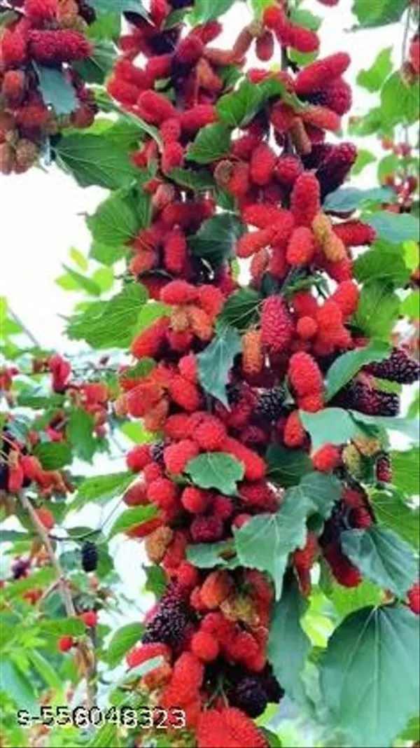 Mulberry_Fruit_Plant
