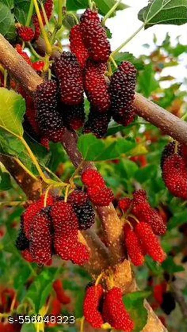 Mulberry_Fruit_Plant