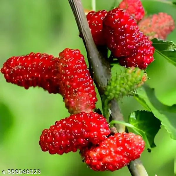 Mulberry_Fruit_Plant
