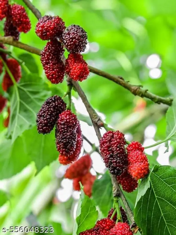 Mulberry_Fruit_Plant