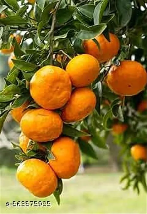 Darjeeling_Orange_Plant_Grafted_Hybrid_Grafted_Red_Orange_Plant_All_Season_Home_Garden