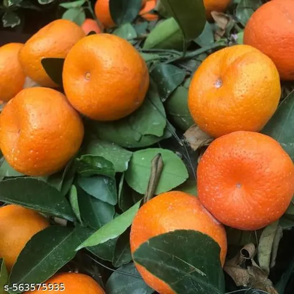 Darjeeling_Orange_Plant_Grafted_Hybrid_Grafted_Red_Orange_Plant_All_Season_Home_Garden