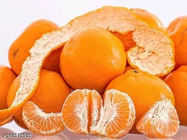 Darjeeling_Orange_Plant_Grafted_Hybrid_Grafted_Red_Orange_Plant_All_Season_Home_Garden