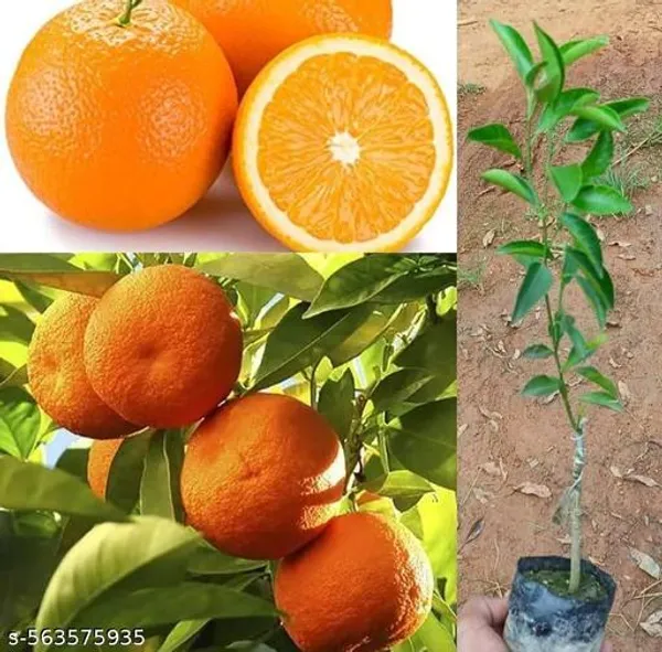 Darjeeling_Orange_Plant_Grafted_Hybrid_Grafted_Red_Orange_Plant_All_Season_Home_Garden