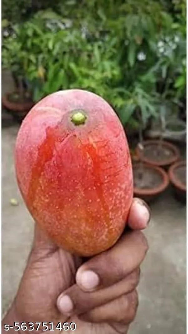 Red_Miyazaki_Grafted_Mango_Plant
