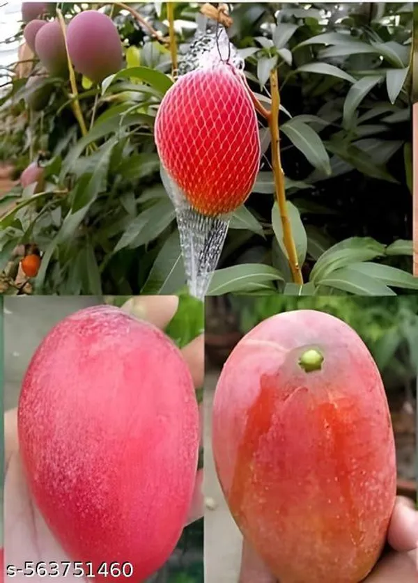 Red_Miyazaki_Grafted_Mango_Plant