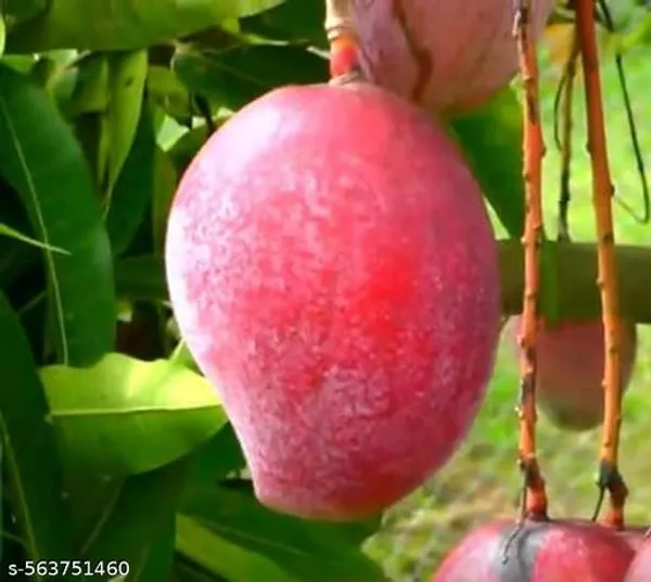 Red_Miyazaki_Grafted_Mango_Plant