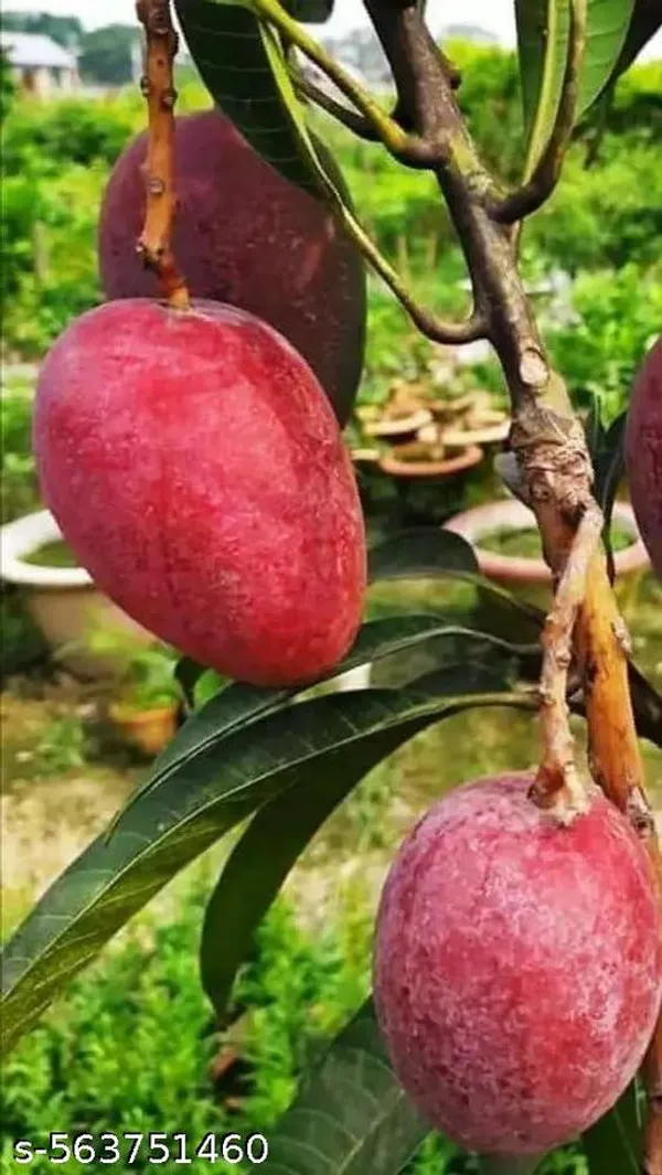 Red_Miyazaki_Grafted_Mango_Plant
