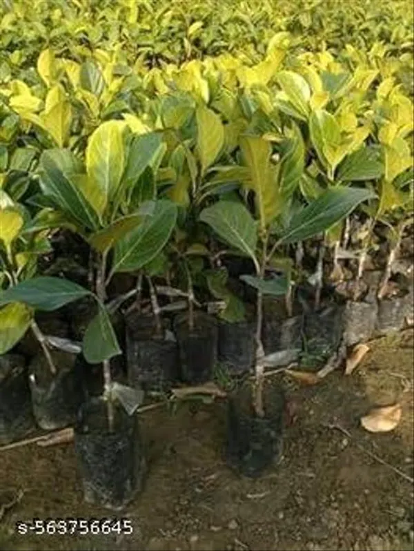 Thai_Alltime_Jackfruit_Plant_Thailand_Variety