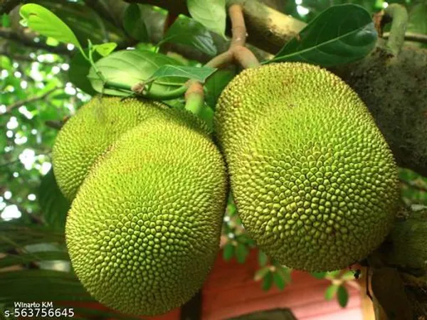 Thai_Alltime_Jackfruit_Plant_Thailand_Variety