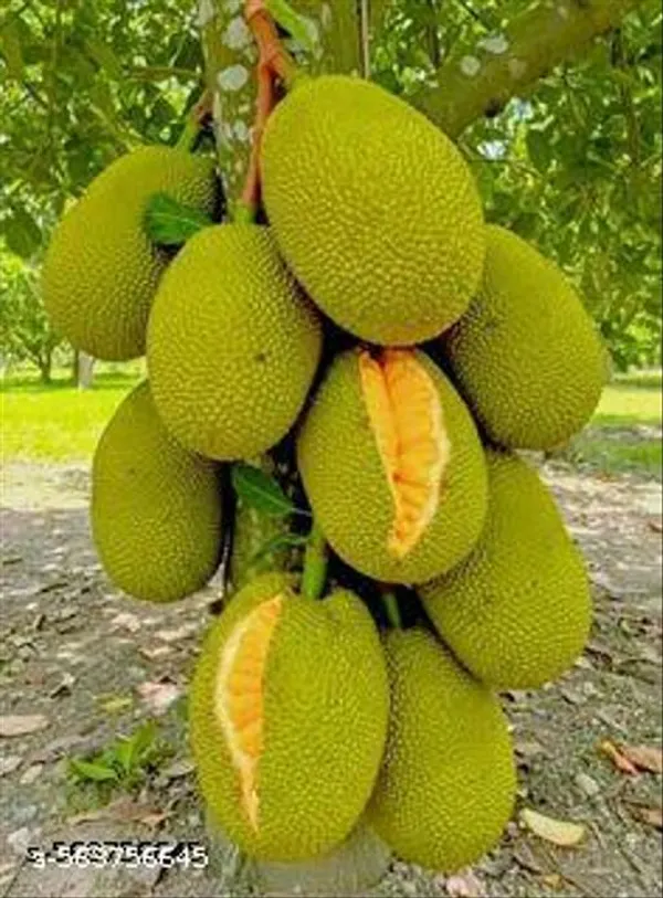 Thai_Alltime_Jackfruit_Plant_Thailand_Variety