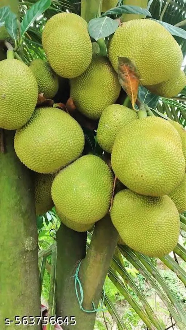 Thai_Alltime_Jackfruit_Plant_Thailand_Variety