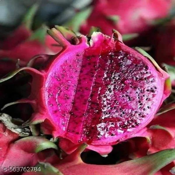 Dragon_Fruit_Plant_Pack_Of_3
