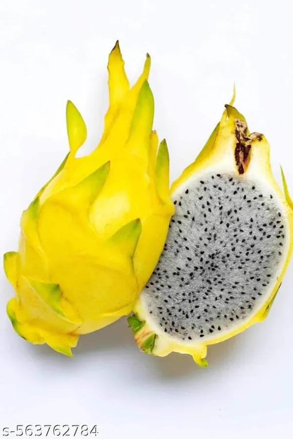 Dragon_Fruit_Plant_Pack_Of_3