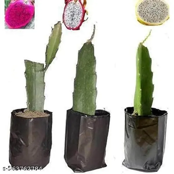 Dragon_Fruit_Plant_Pack_Of_3