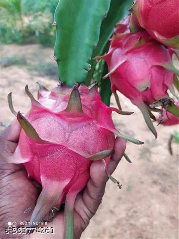 Dragon_Fruit_Plant_Pack_Of_2