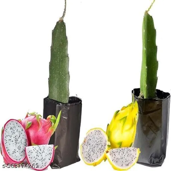 Dragon_Fruit_Plant_Pack_Of_2