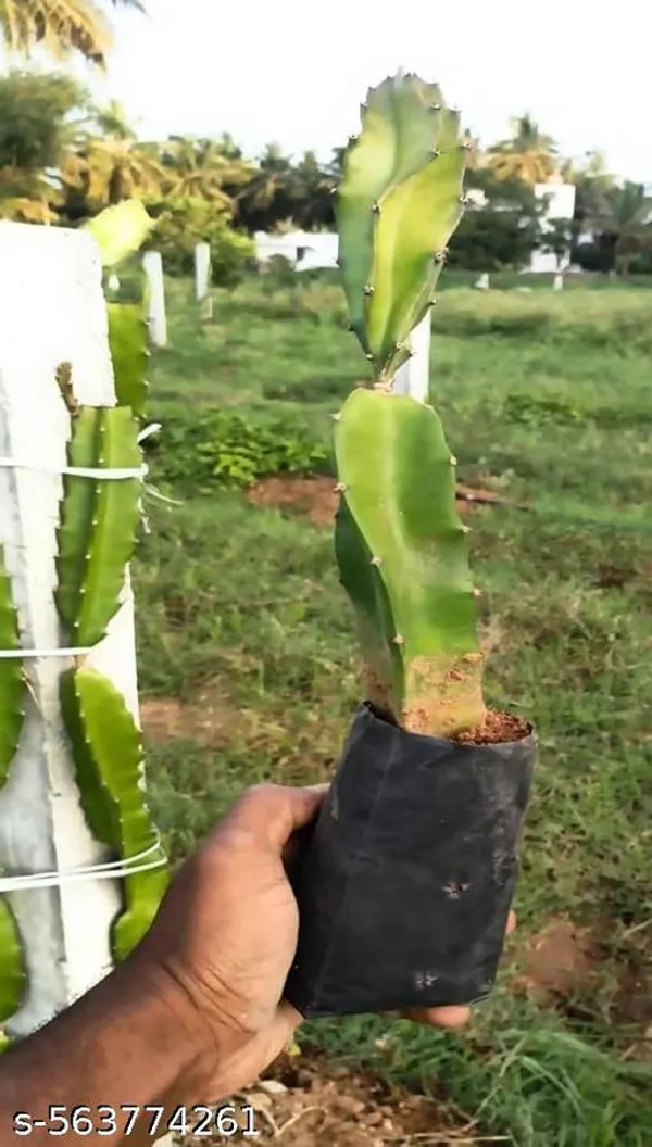 Dragon_Fruit_Plant_Pack_Of_2