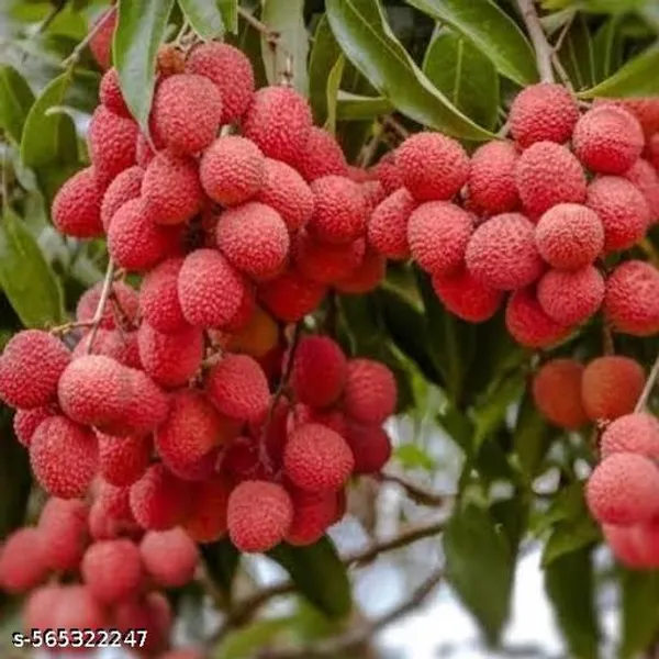 Red_Litchi_Fruit_Plant
