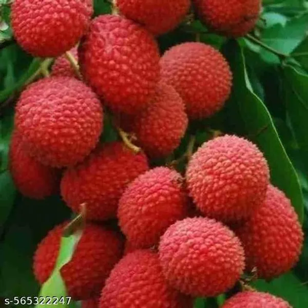 Red_Litchi_Fruit_Plant