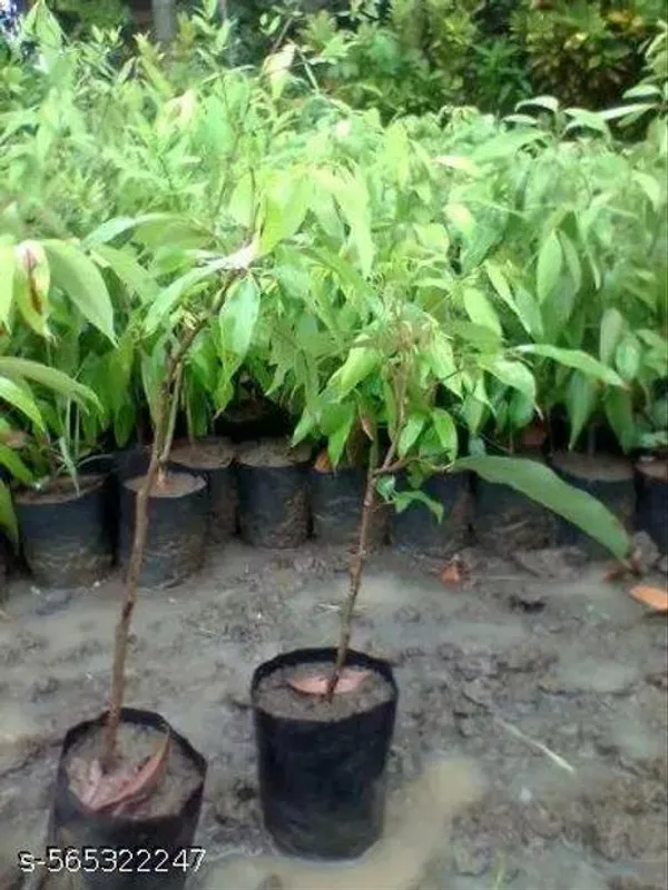 Red_Litchi_Fruit_Plant