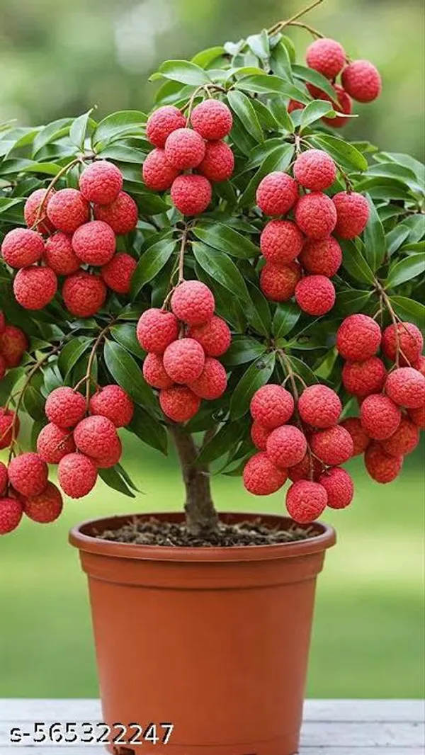 Red_Litchi_Fruit_Plant