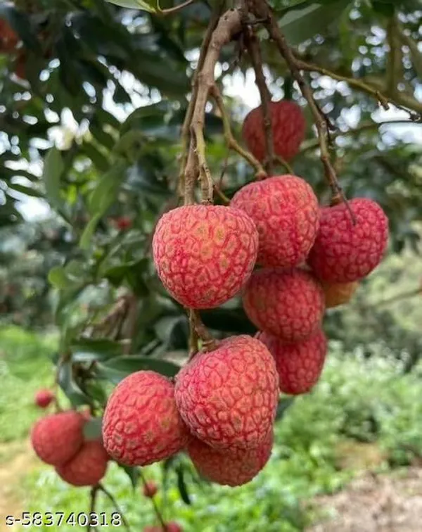 Hybrid_Red_Sweet_Lichi_Plant_Best_Quality_Lichu_Plant