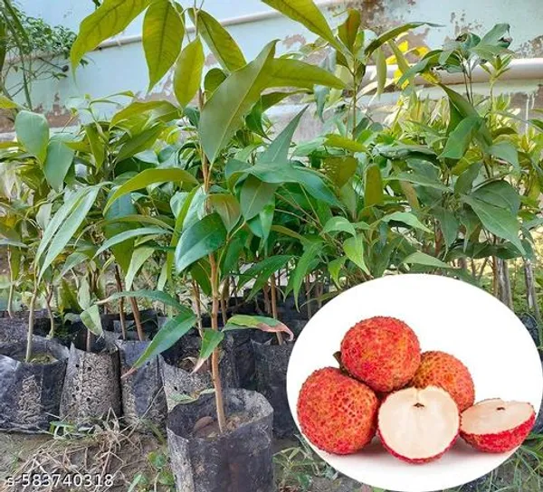 Hybrid_Red_Sweet_Lichi_Plant_Best_Quality_Lichu_Plant