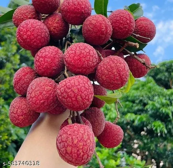 Hybrid_Red_Sweet_Lichi_Plant_Best_Quality_Lichu_Plant