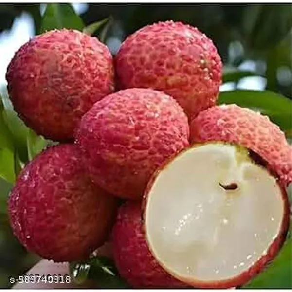 Hybrid_Red_Sweet_Lichi_Plant_Best_Quality_Lichu_Plant