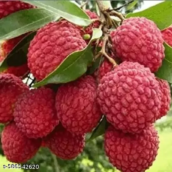 Muzaffarpur_Shahi_Litchi_Fruit_Plant_Lychee